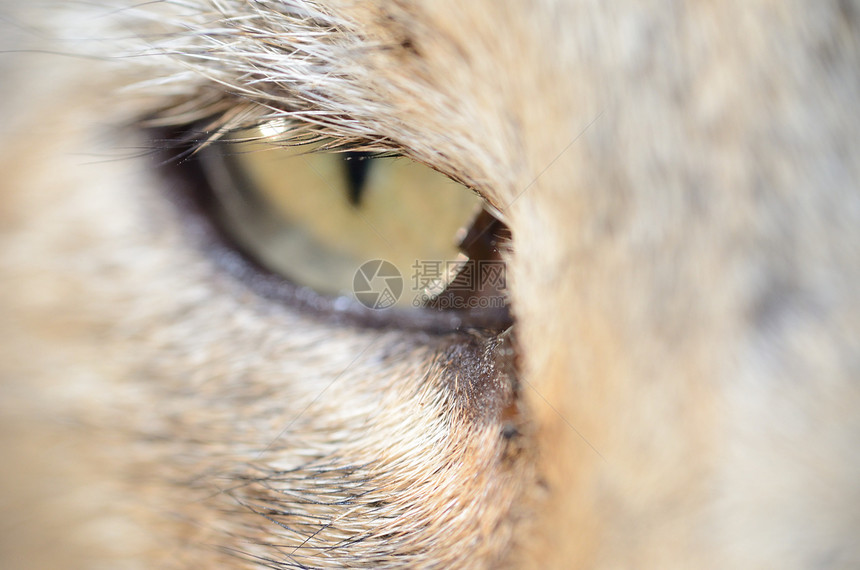 猫眼短片宠物动物图片