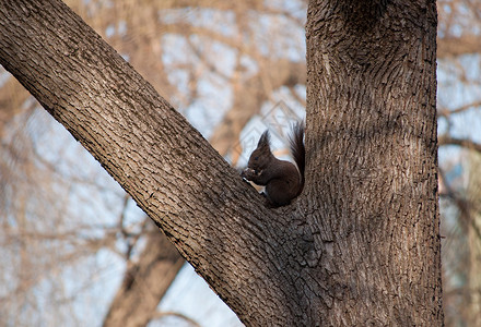 松鼠在树上吃背景图片