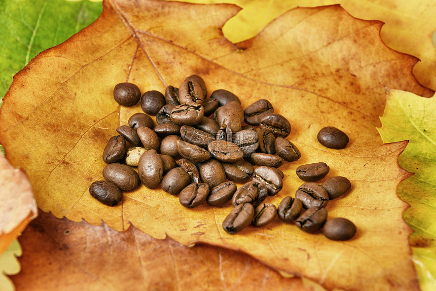 秋叶咖啡豆棕色橙子烘烤叶子咖啡豆子图片