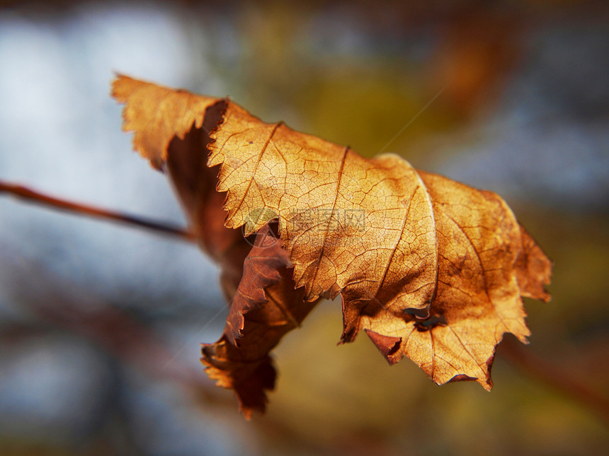 秋天树上最后一片叶子 特制 有精美的bokoh棕色风化背景宏观黄色图片