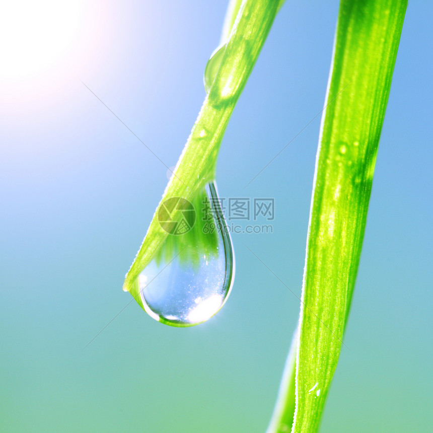 闪光水滴树叶阳光太阳生长刀刃液体叶子气候雨滴植物图片