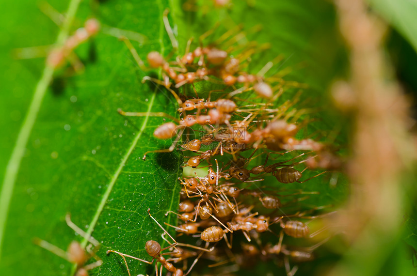 红色 ant 团队合作力量森林宏观叶子丛林昆虫工人漏洞图片