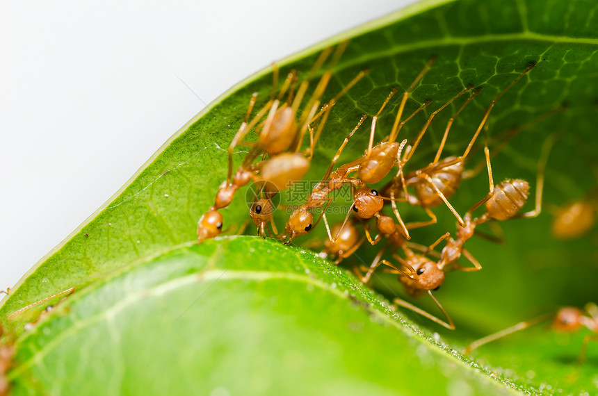 红色 ant 团队合作工人漏洞叶子宏观昆虫森林丛林力量图片
