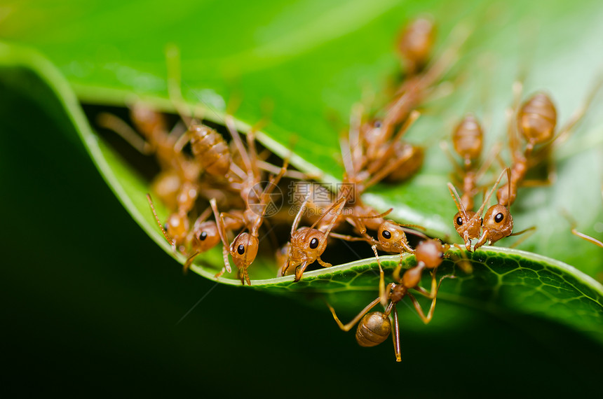 红色 ant 团队合作宏观昆虫森林漏洞丛林力量叶子工人图片