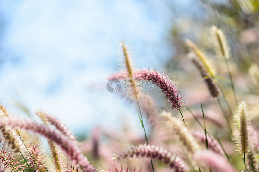 野生的狐尾草花园杂草稻田种子内衬季节季节性绿色狐尾图片