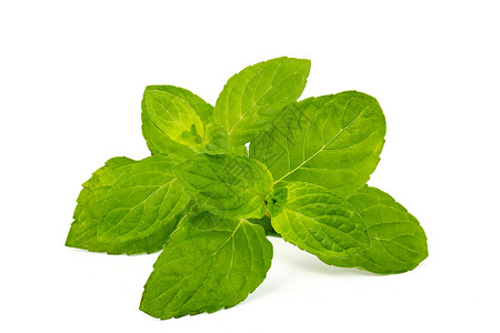 薄荷醇白上孤立的薄荷叶叶食物白色药品草本植物香味味道芳香蔬菜绿色呼吸背景