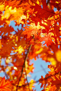 秋季假期叶子红色生长树叶森林植物环境分支机构橙子背景图片