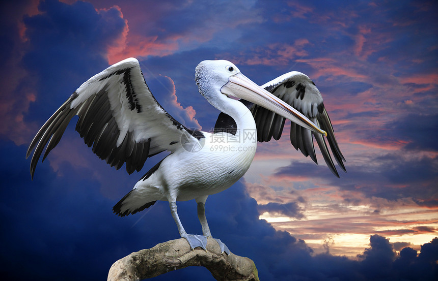 佩利卡翅膀海鸟监督锥体白色野生动物动物沼泽地哺乳动物羽毛图片