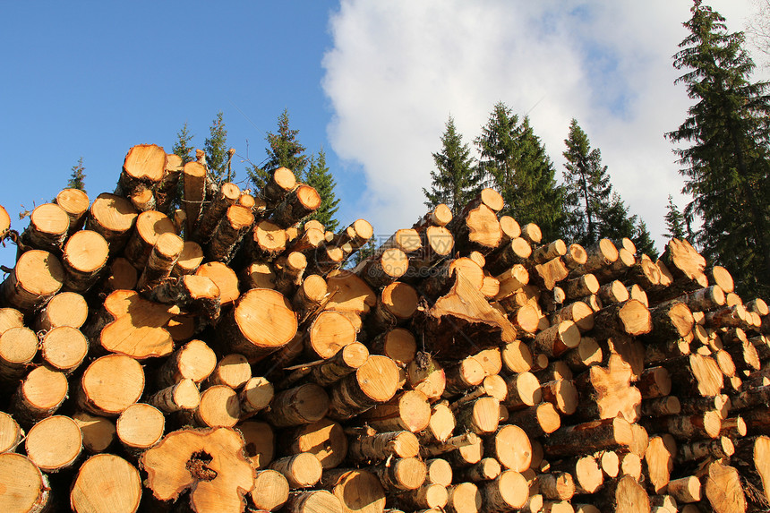 斯普鲁采森林的木材燃料图片