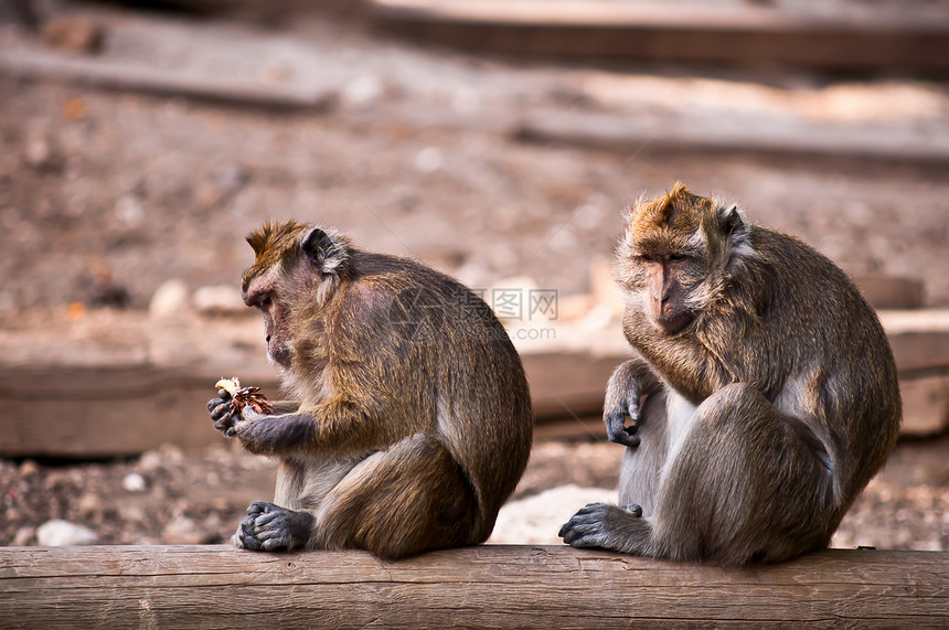 猴子雕刻野生动物动物脊椎动物哺乳动物头发蟹猴森林母亲猕猴图片