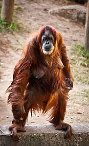 奥兰古塔女性动物园野生动物男性猩猩大副背景图片