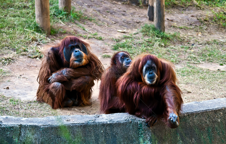 奥朗古塔人猩猩大副男性家庭女性野生动物动物园图片