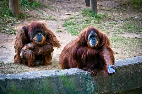 奥朗古塔人家庭野生动物动物园女性大副猩猩男性背景图片