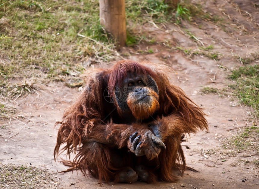 奥兰古塔野生动物猩猩动物园男性女性大副图片