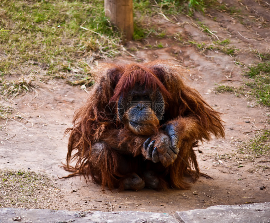 奥兰古塔动物园女性男性猩猩野生动物大副图片