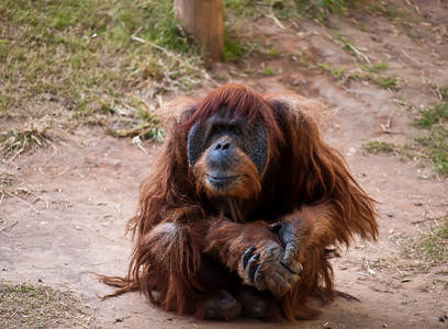 奥兰古塔动物园男性大副猩猩女性野生动物背景图片