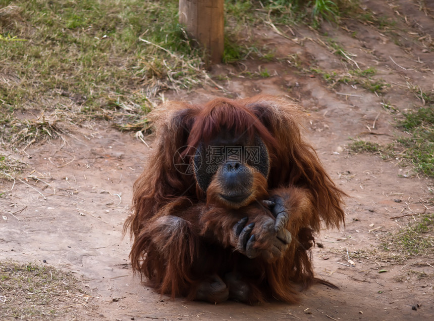 奥兰古塔动物园猩猩大副男性野生动物女性图片