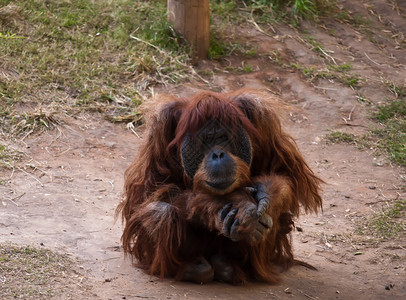 奥兰古塔动物园猩猩大副男性野生动物女性背景图片
