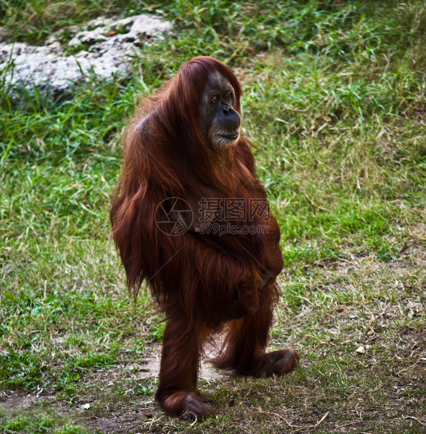 奥兰古塔动物园男性猩猩女性野生动物大副图片