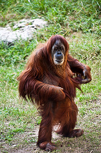 奥兰古塔女性大副男性野生动物猩猩动物园背景图片