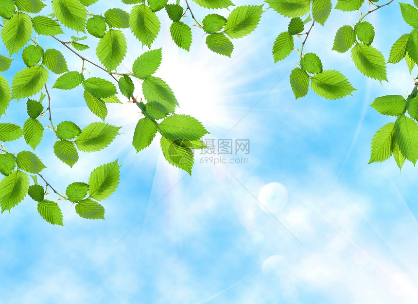 太阳和天空对面的绿叶图片