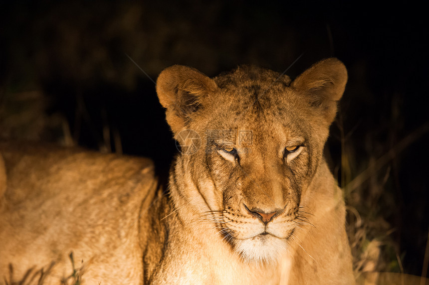 夜里女狮子衬套荒野眼睛动物危险家庭力量哺乳动物食肉母狮图片