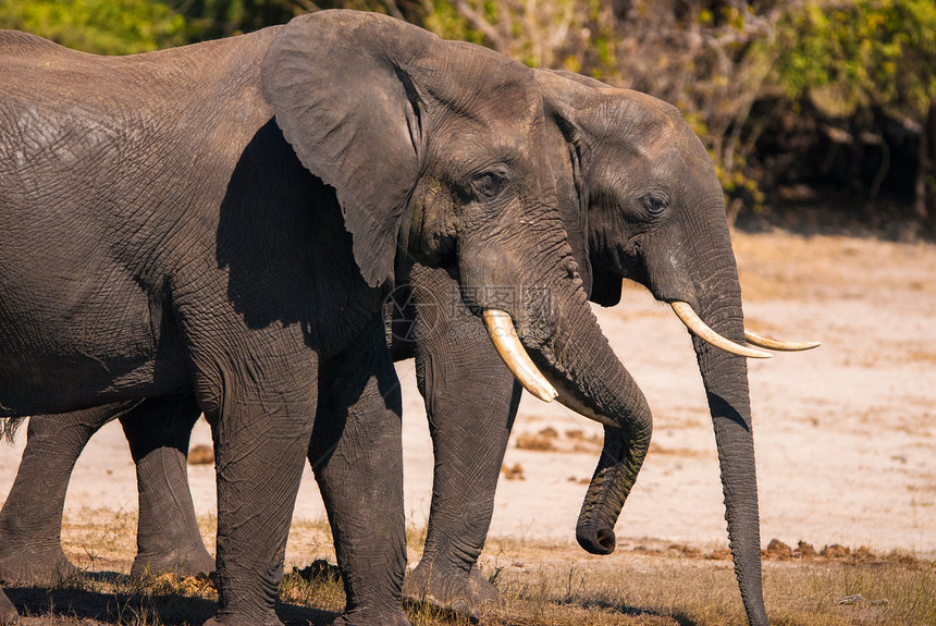 大象饮酒公园游戏动物生态旅游国家濒危生态力量树干野生动物图片
