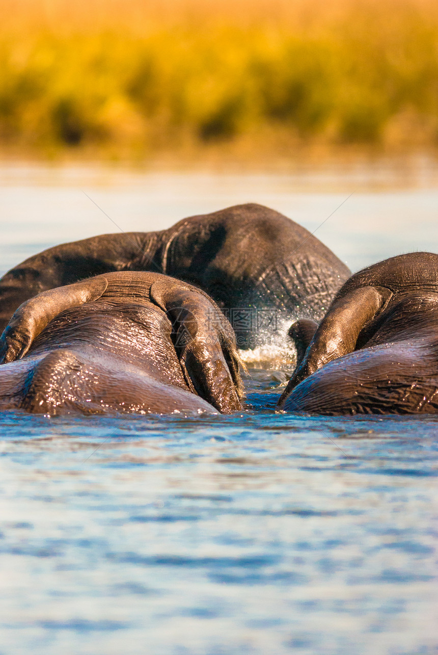 非洲灌木大象游泳野生动物涉水厚皮荒野动物象牙公园耳朵哺乳动物獠牙图片