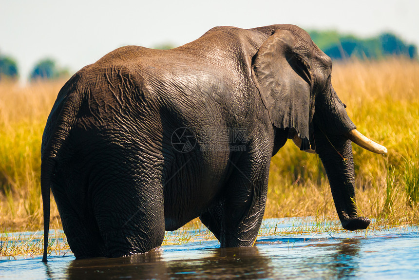 非洲灌木大象跨越河流涉水游泳旅游穿越公园象牙洗澡哺乳动物动物荒野图片