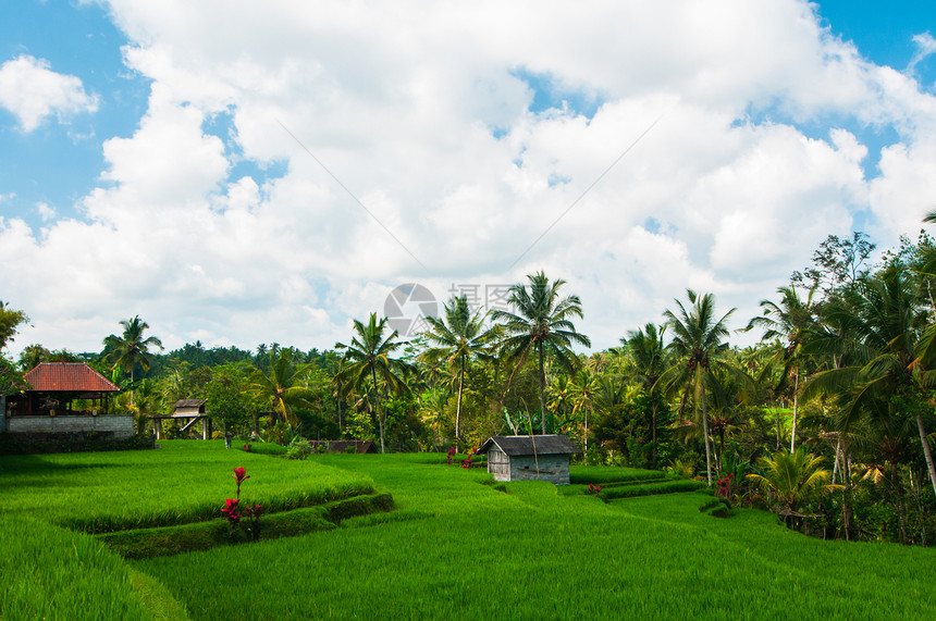 稻田和椰子棕榈土地线条食物生长天空热带农业植物旅行农场图片