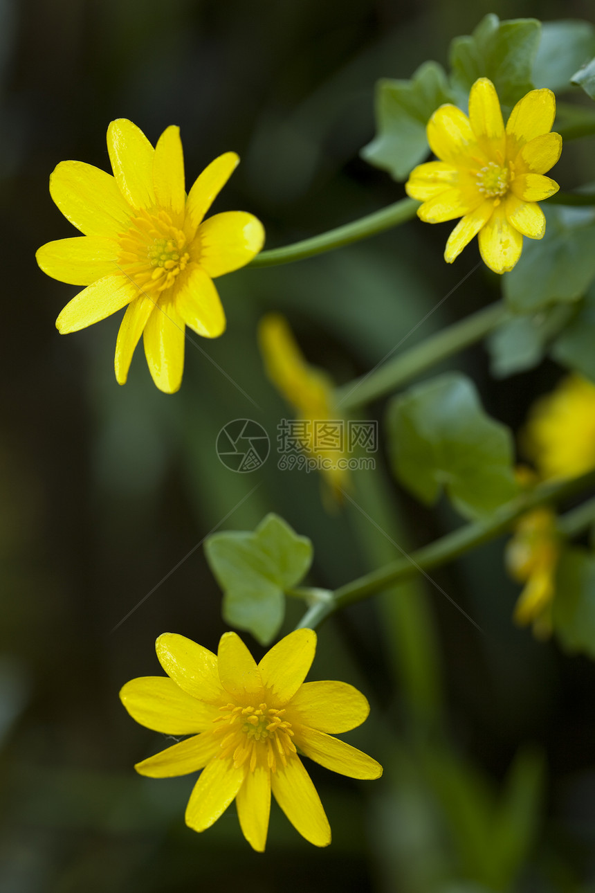 黄花果绿色植物叶子花瓣黄色性质植物宏观背景无花果图片