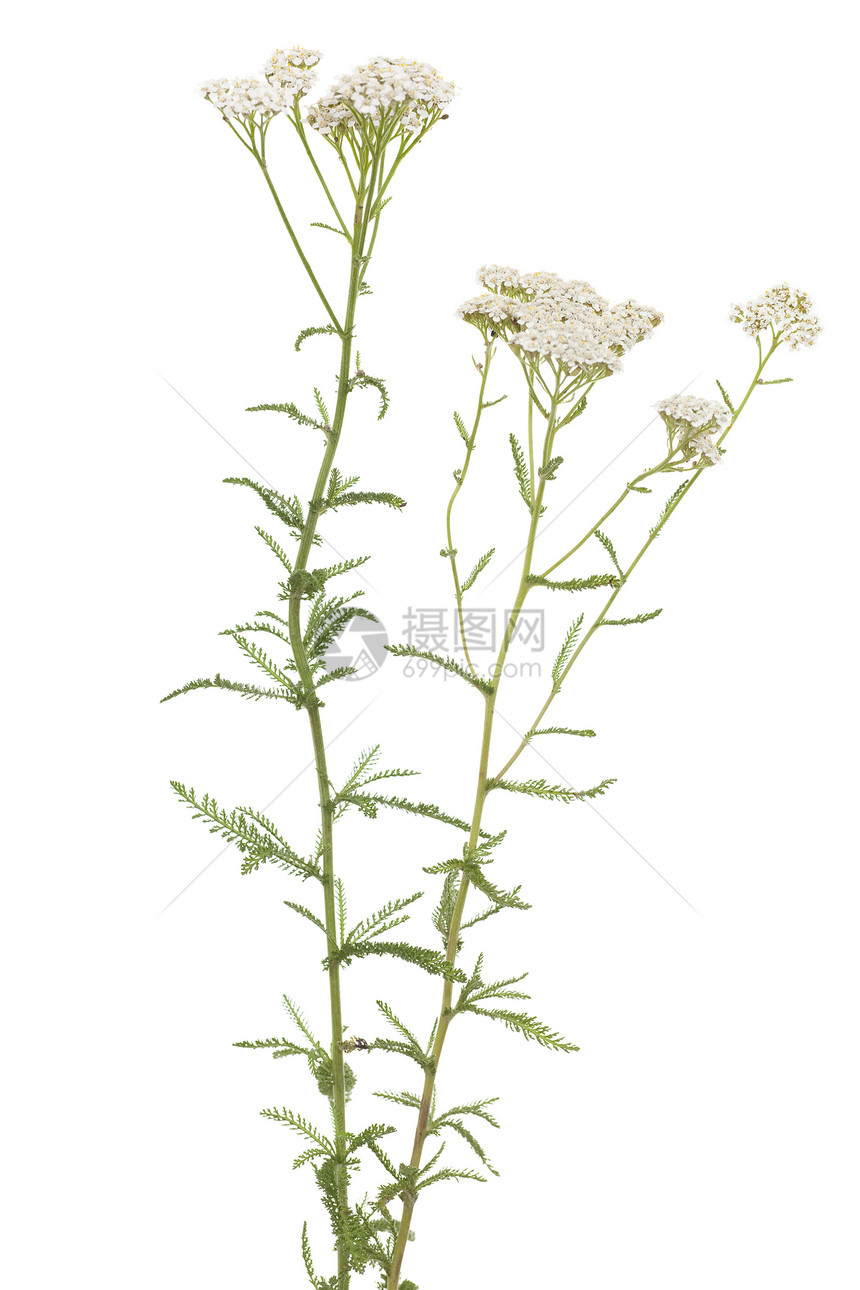 亚甲二烯叶子白色植物草药植物群草本植物野花花序图片