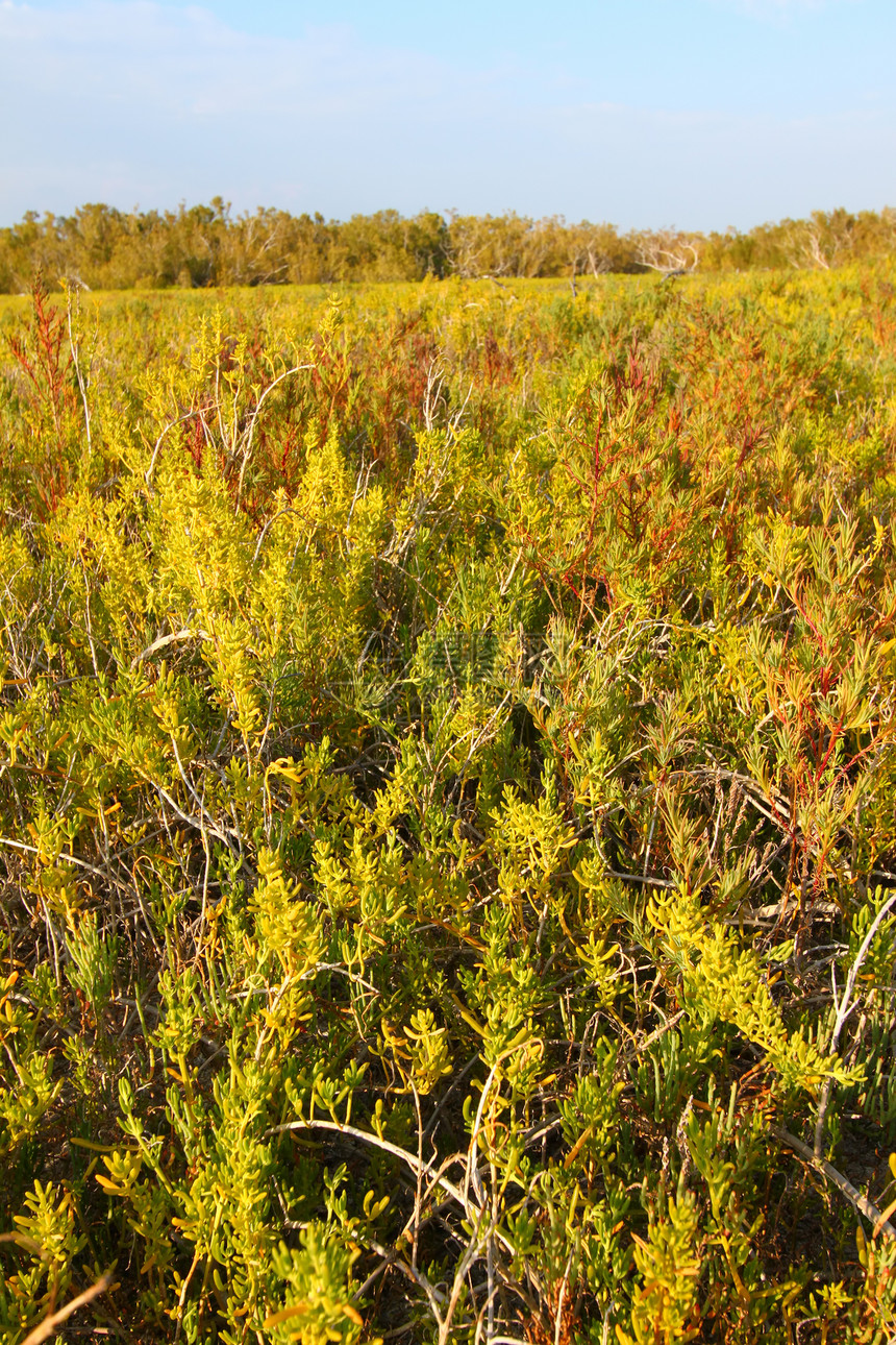 沿海草原地貌变化风景地形植物沼泽地绿地盐草资源植被国家植物群图片