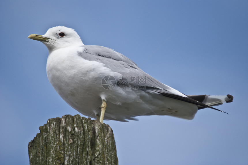 海鸥监视空气荒野野生动物尾巴羽毛翅膀插图海滩动物鸟类图片