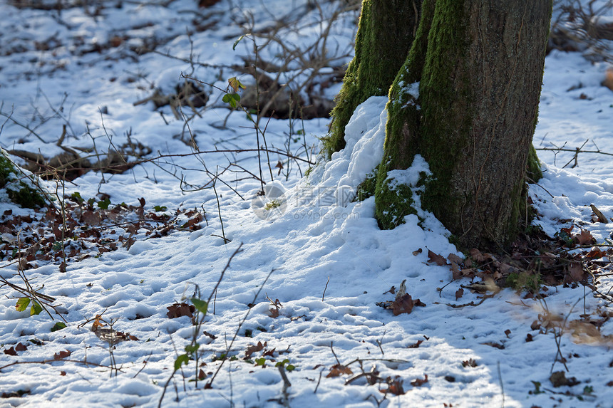 树木和雪雪季节阳光林地火花荆棘阴影苔藓仙境图片