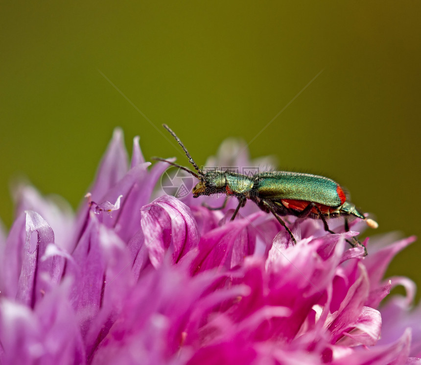 马拉奇特甲甲虫图片