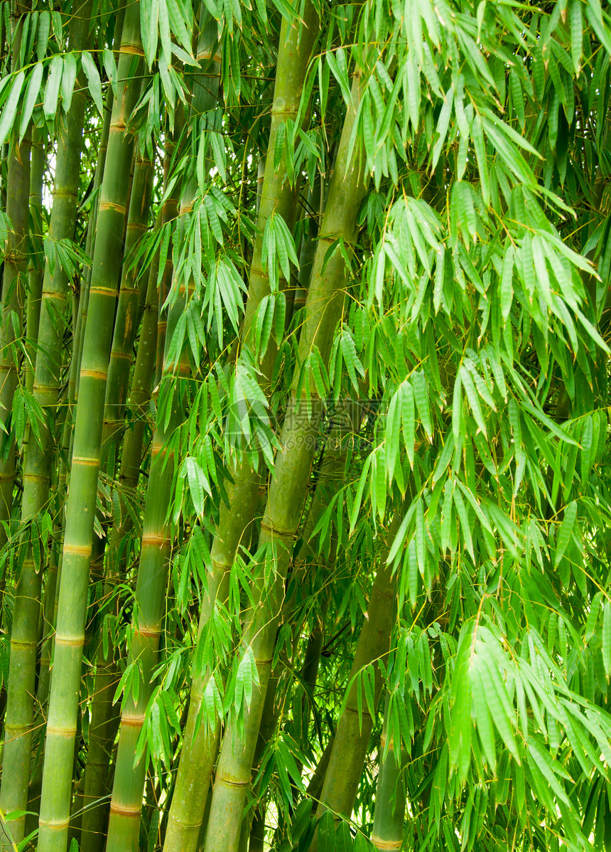 竹木树环境植物荒野生长竹子叶子绿色丛林树林管道图片