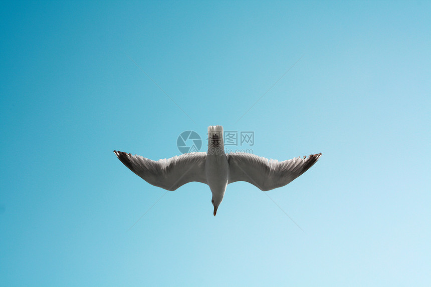 蓝天飞鸟旅行天空白色海鸥蓝色飞行海鸟图片