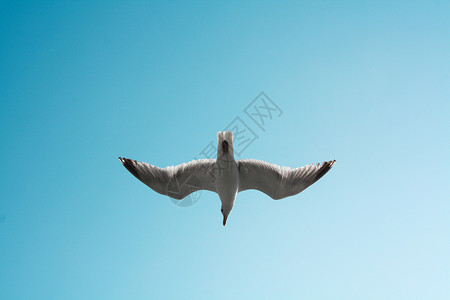 蓝天飞鸟旅行天空白色海鸥蓝色飞行海鸟背景图片