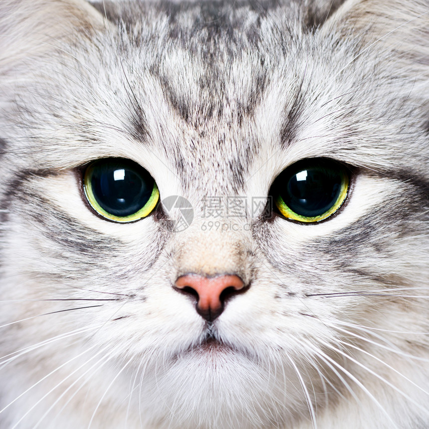珍珠猫鼻子哺乳动物宠物动物小猫胡子猫咪胡须头发虎斑图片