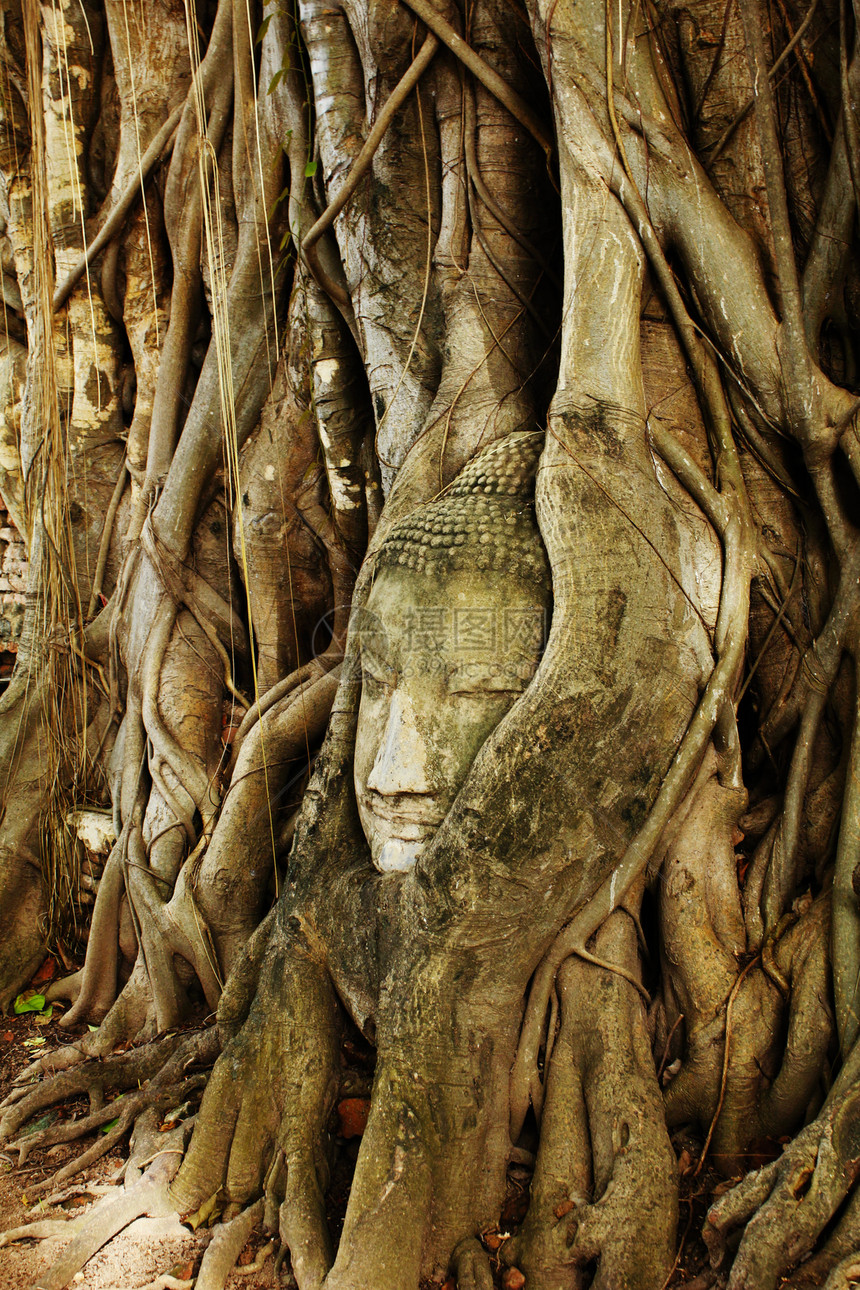 在泰国Ayudhaya的一棵树里图片