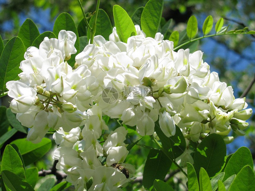 开花花绿色季节昆虫白色树叶花朵森林树木叶子蜜蜂图片