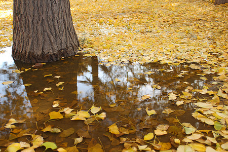 Ginkgo 树叶叶子黄色季节背景图片