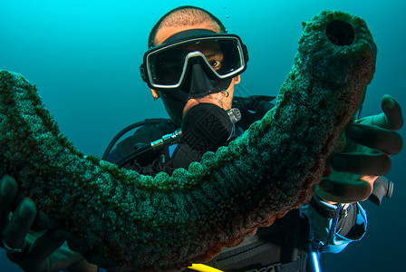 持有海参的Scuba潜水员触手环境浮潜蓝色旅游讲师生活探索潜水热带背景图片