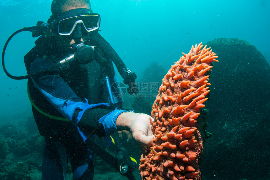 持有海参的Scuba潜水员环境探索展示蓝色触手探险家指导珊瑚岩石海洋图片