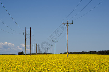 输电线路电源线天空蓝色黄色生长油菜籽活力力量农业工业背景图片