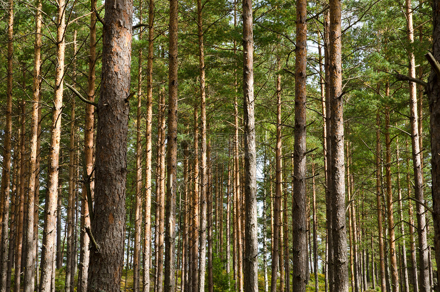 松树干荒野林业季节国家木材太阳森林公园植物松树图片