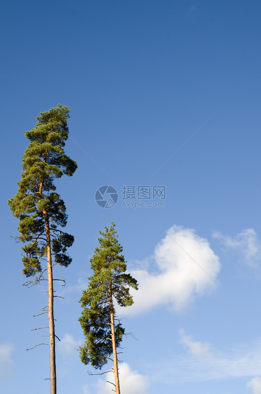 蓝天空的松树国家环境农村晴天天空森林蓝色树干季节植物图片