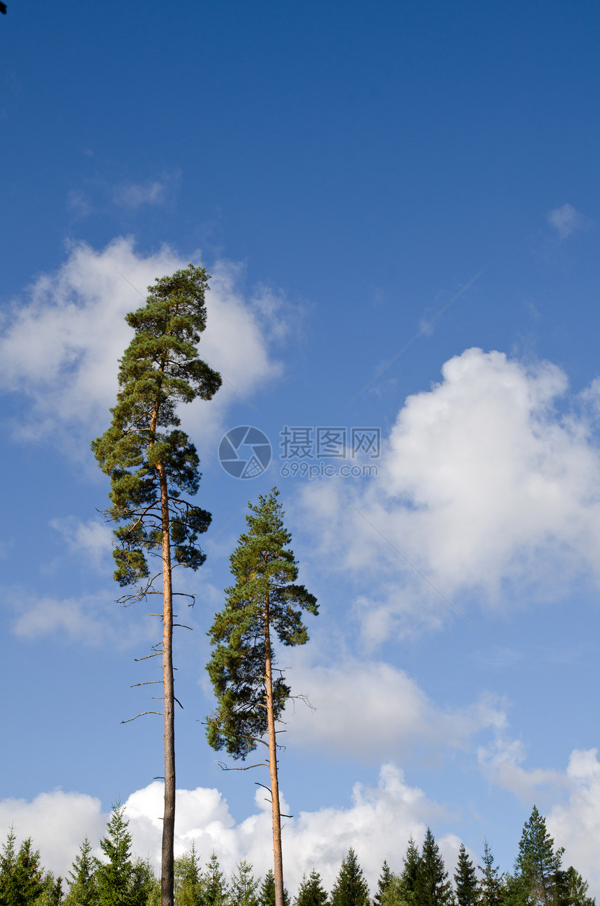 树树和蓝天空国家季节环境蓝色天空云杉场景松树太阳木头图片