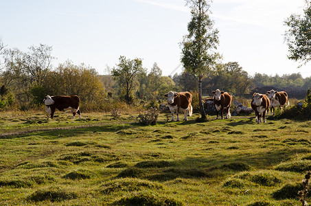 牛白色奶牛农场天空团体农田草地晴天乡村牛奶背景图片